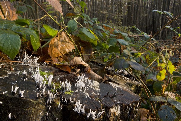 Candle-snuff Fungus