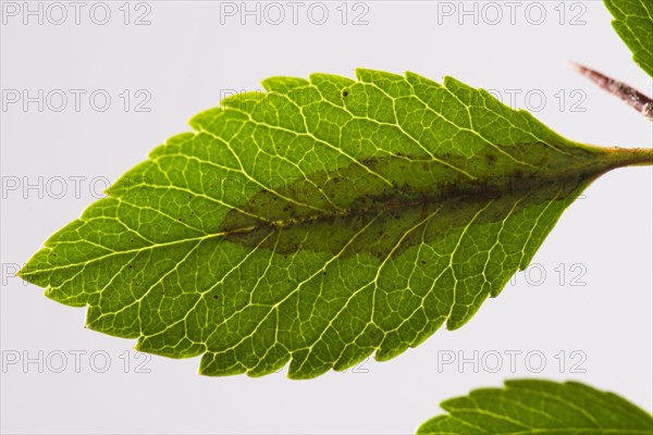 Leaf miner