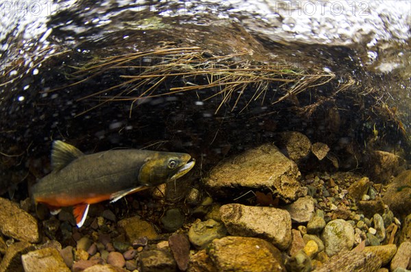 Arctic char