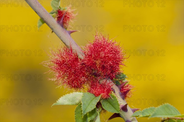 Robin's Pincushion