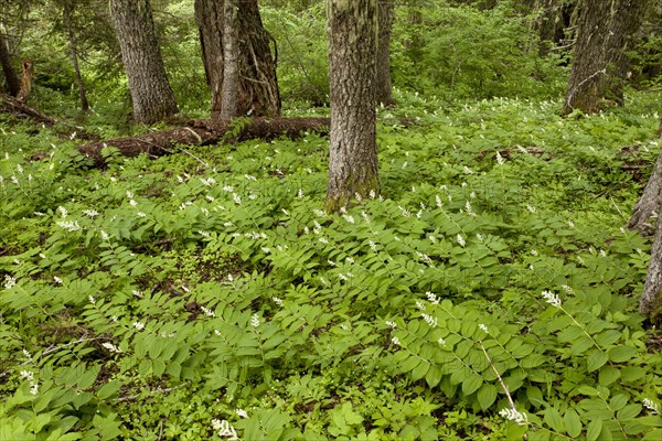 False Solomon's Seal