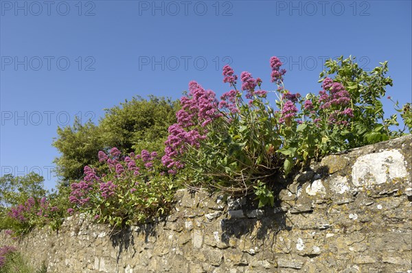 Red red valerian