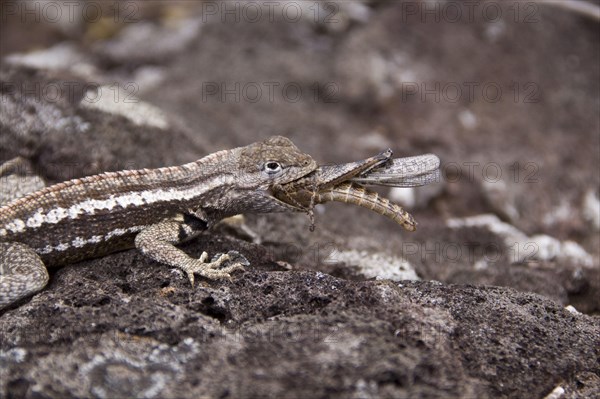 Lava Lizard