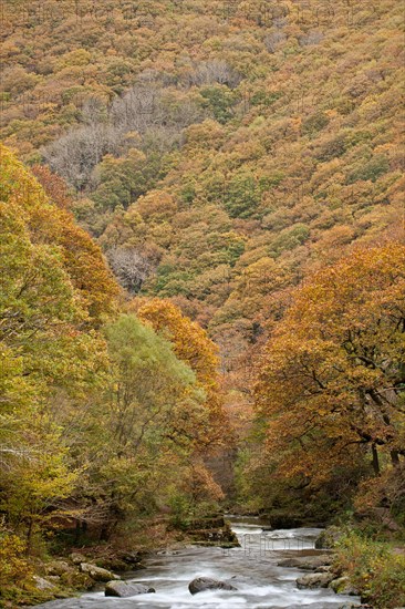 View of river and autumn coloured woodland covering steep valley sides