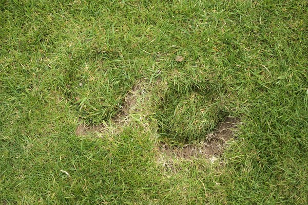 Horse hoof prints on a garden lawn