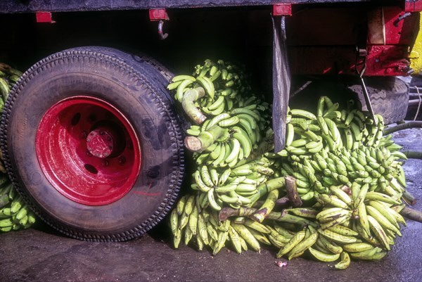 Nendram pazham banana underneath lorry tyre in Ernakulam
