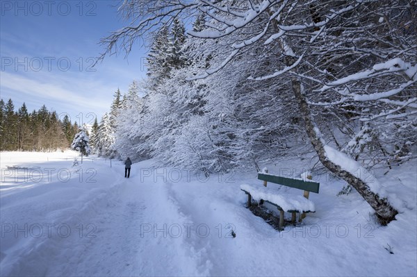 Winter landscape