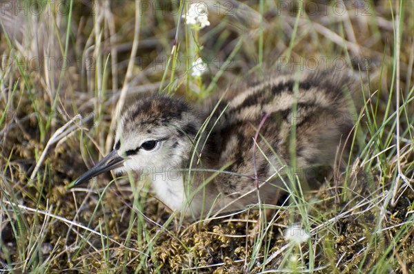 Eurasian oystercatcher