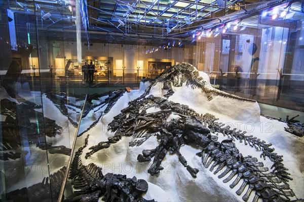 Replica of the discovery of the skeletons of iguanadons in the Bernissart coal mine in 1878 in the Royal Belgian Institute of Natural Sciences
