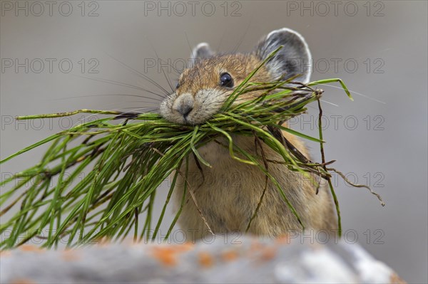 American pika