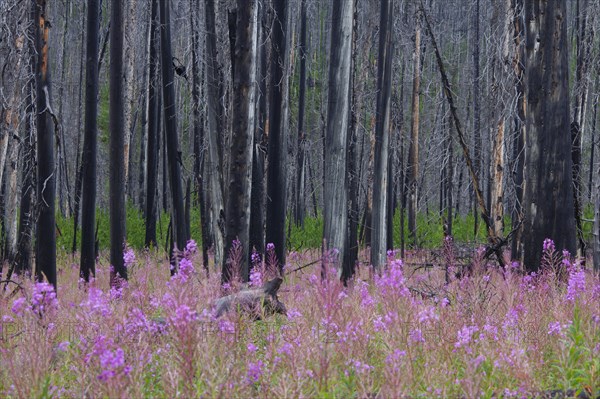 Fireweed