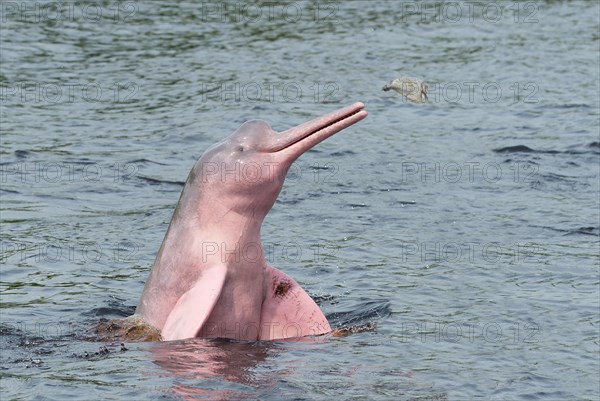 Hunting amazon dolphin