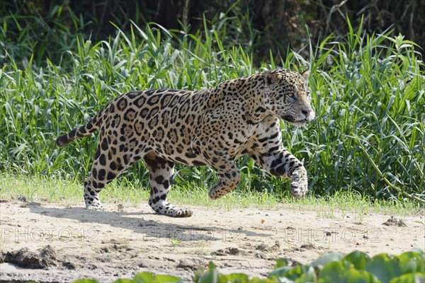 Male jaguar