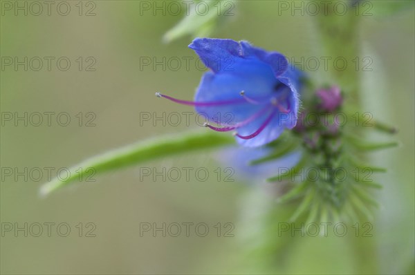 Common viper's bugloss