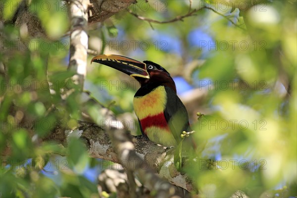 Brown-eared macaw