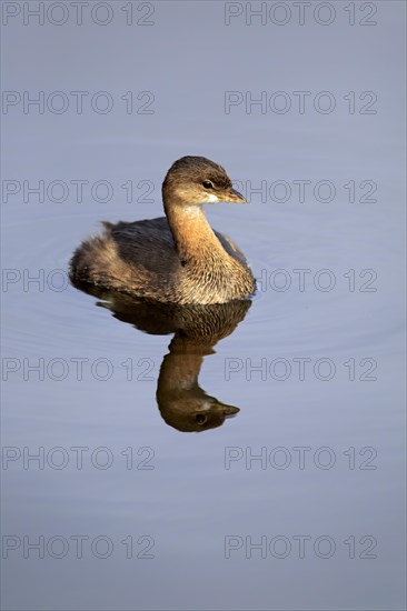 Pied-billed grebe