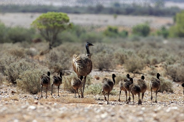 Emu