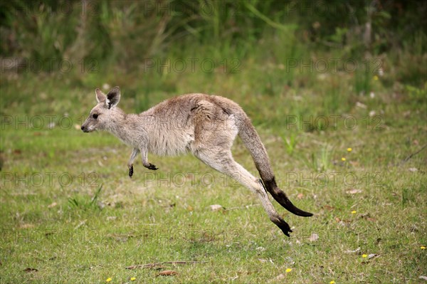 Eastern grey kangaroo