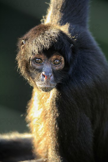 Black-headed spider monkey