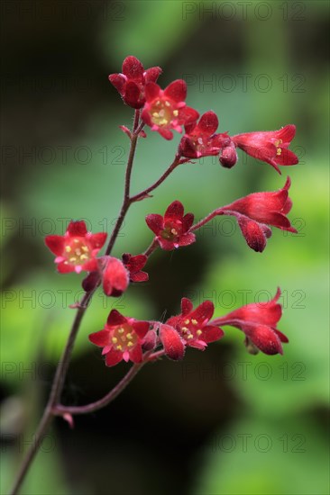 Alumroot