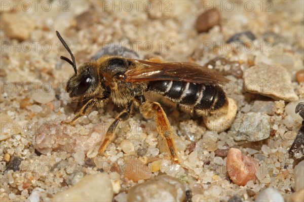 Furrowing bee