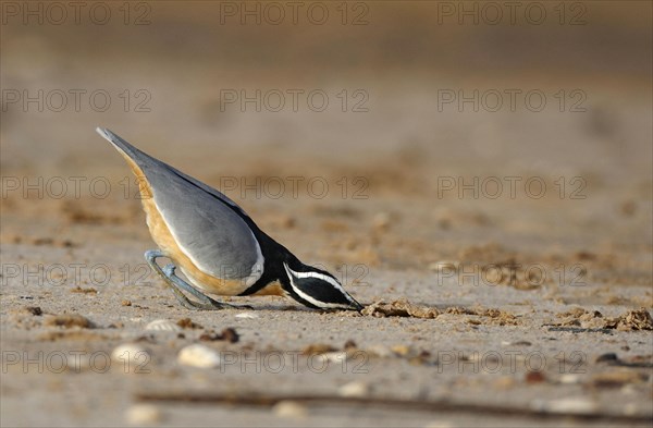 Egyptian egyptian plover