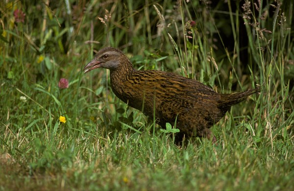 Weka