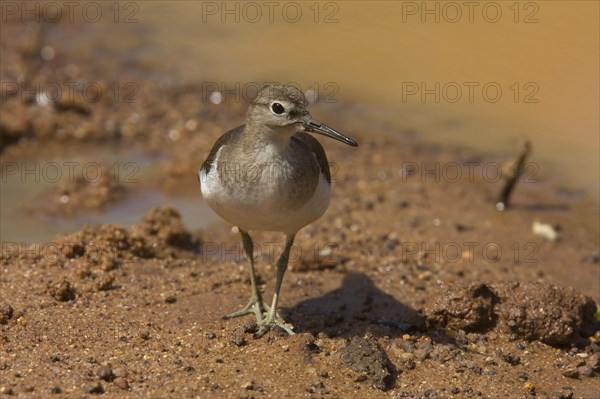 Common sandpiper