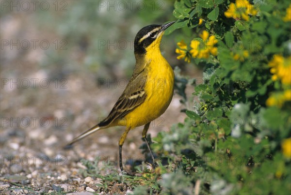 Black-headed Wagtail