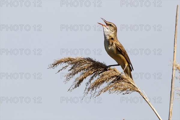 Great reed warbler