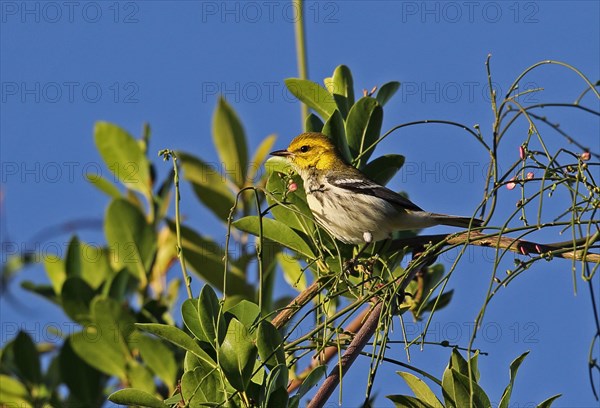 Black-throated green warbler