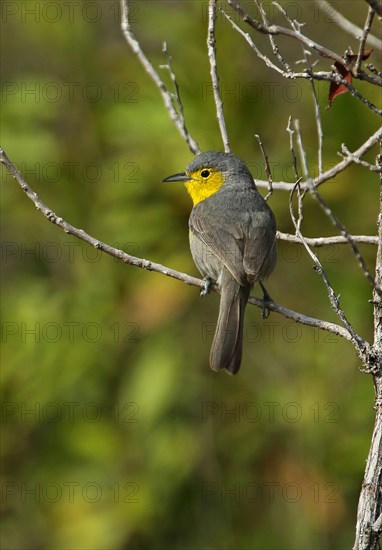 Fornswald Warbler