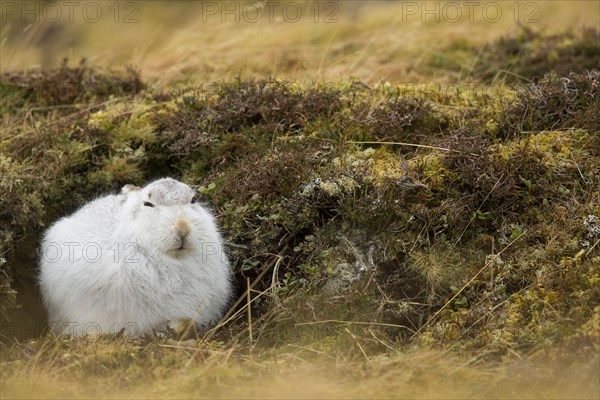 Mountain hare