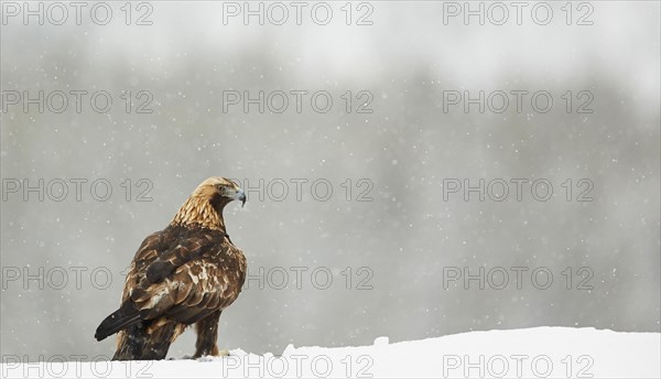 Golden eagle