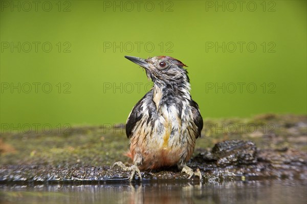 Middle Spotted Woodpecker