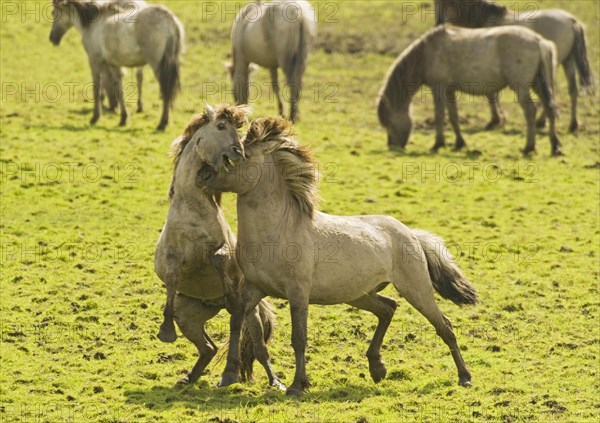 Konik domestic stallion