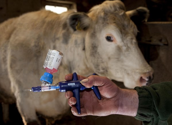 Cattle farming