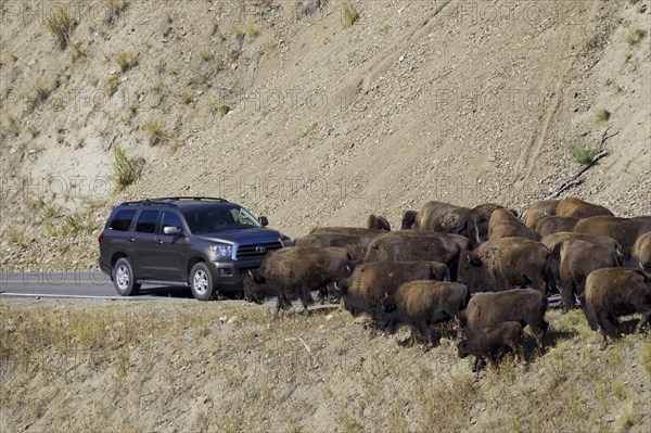 North American Bison