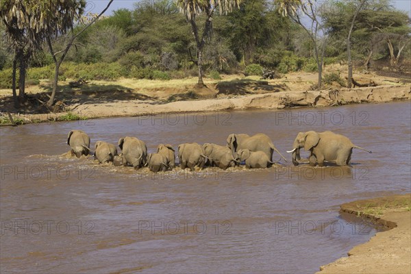 African elephant