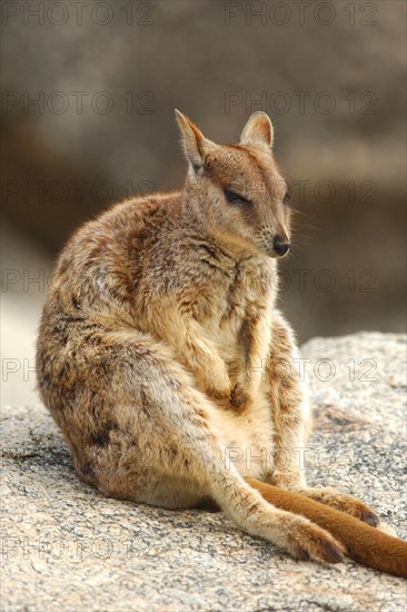 Mareeba Rock Wallaby