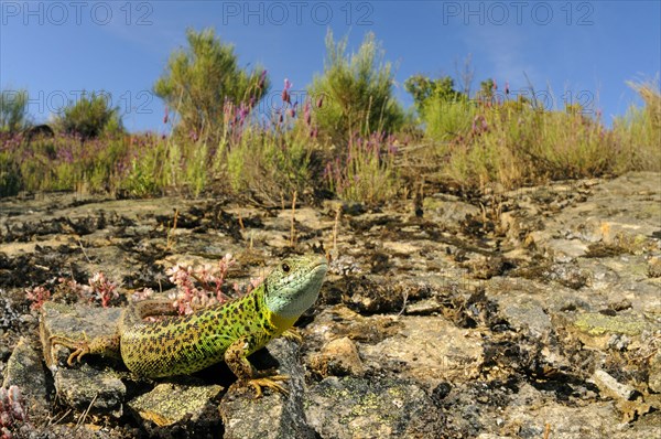 Schreiber's Green Lizard