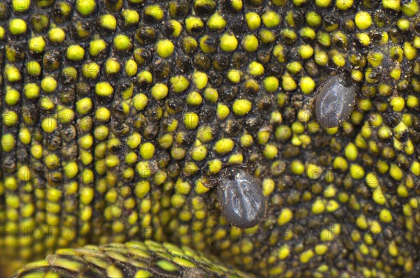 Western green lizards