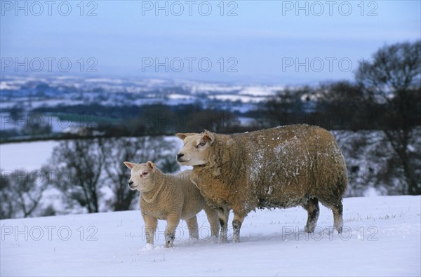 Domestic Sheep