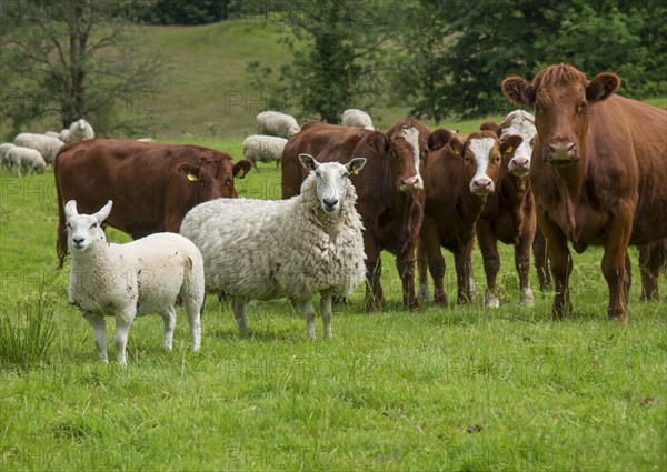 Domestic Sheep