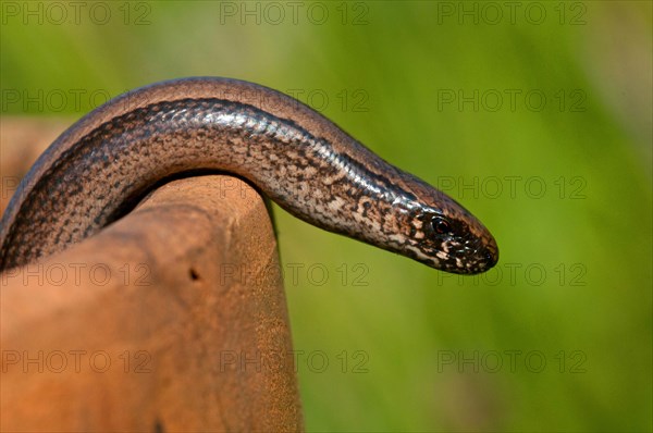 Slow-worm