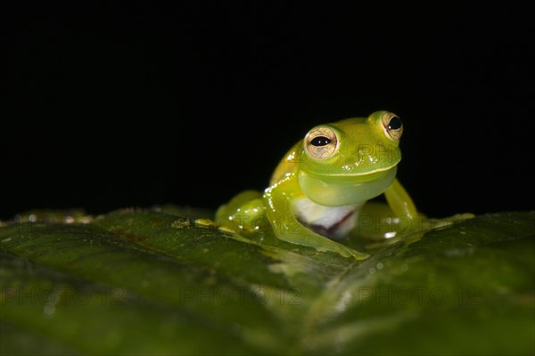 Santa Cecilia Cochran's frog