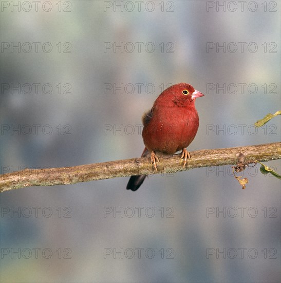 Red-billed firefinch