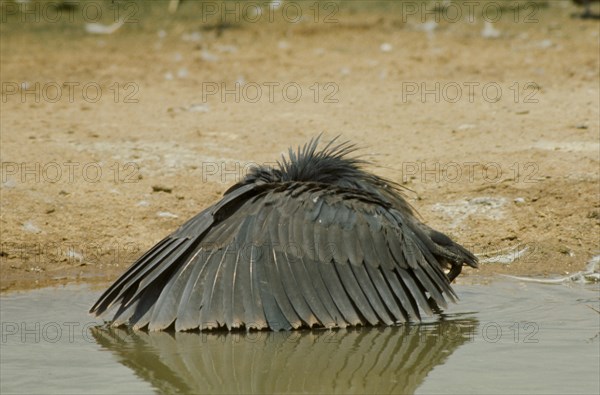 Black Heron