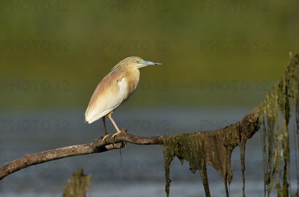 Squacco heron