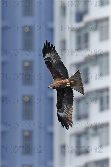 Black-eared Kite